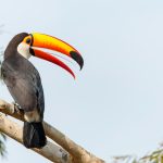 Reuzentoekans (Ramphastos)