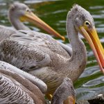 Pelicanen