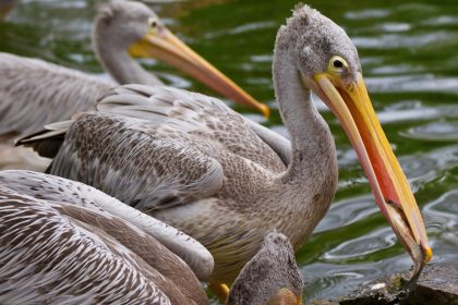 Pelicanen
