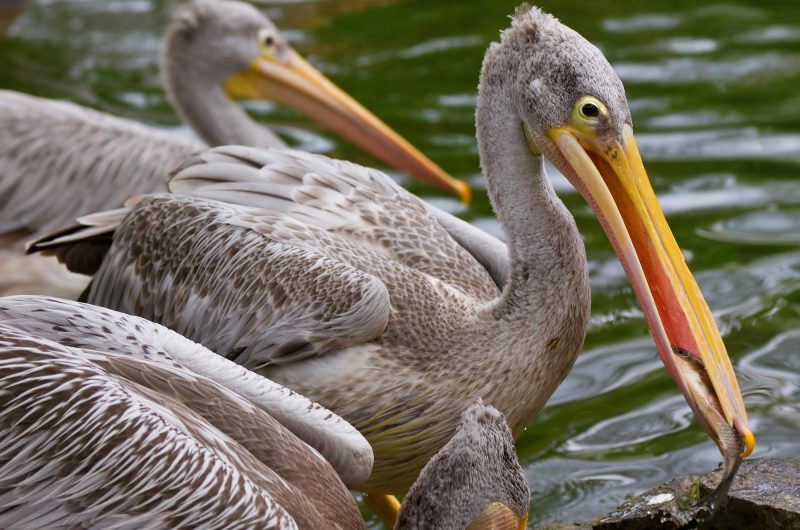 Pelicanen
