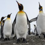 Pinguïns