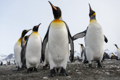 Pinguïns