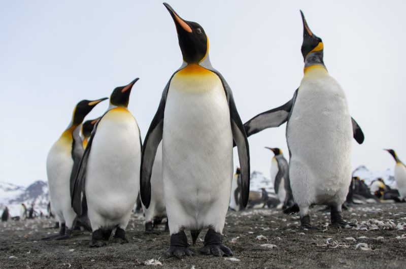Pinguïns