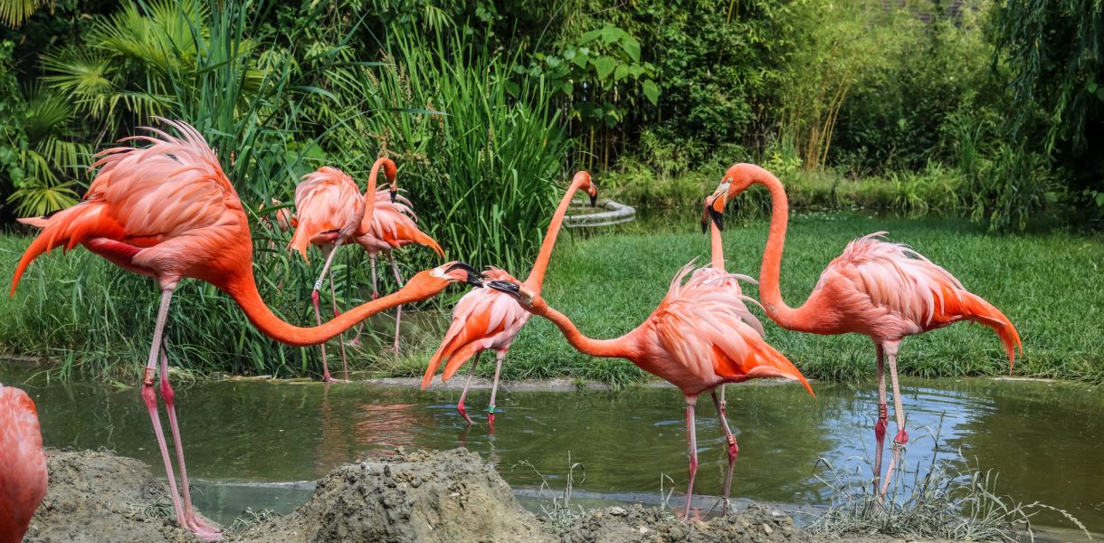 flamingo's