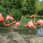 flamingo's