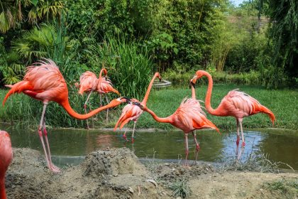 flamingo's