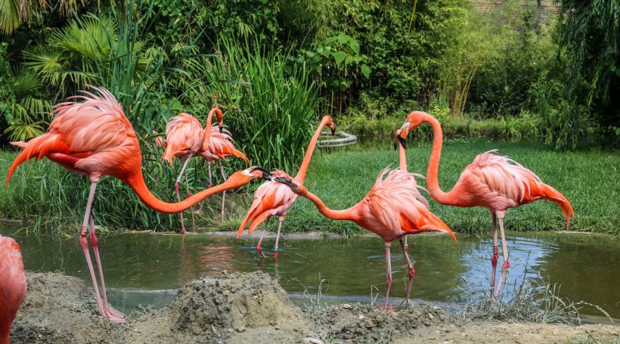 flamingo's