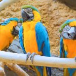 Ara's in Avifauna