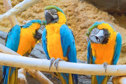 Ara's in Avifauna