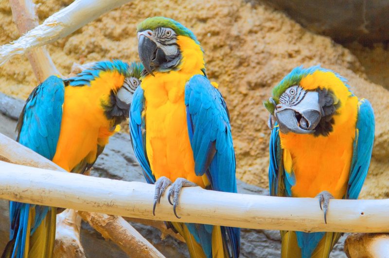 Ara's in Avifauna
