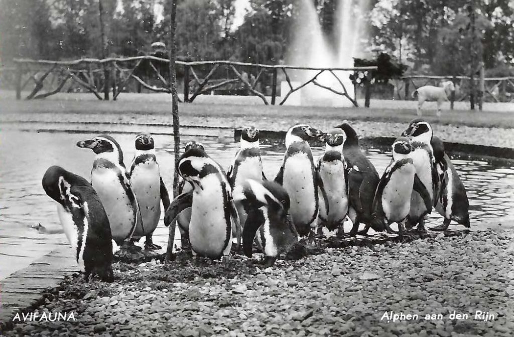 De Pinguïns in Avifauna 1950