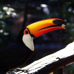 Waarom ging Avifauna in 1953 failliet?