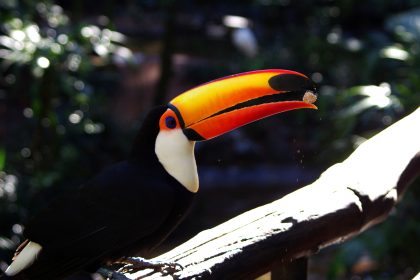 Waarom ging Avifauna in 1953 failliet?