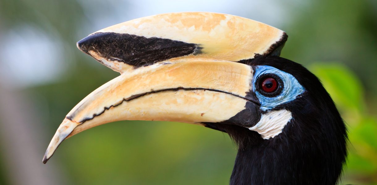 De Dubbele Neushoornvogel