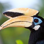 De Dubbele Neushoornvogel