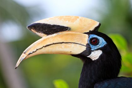 De Dubbele Neushoornvogel