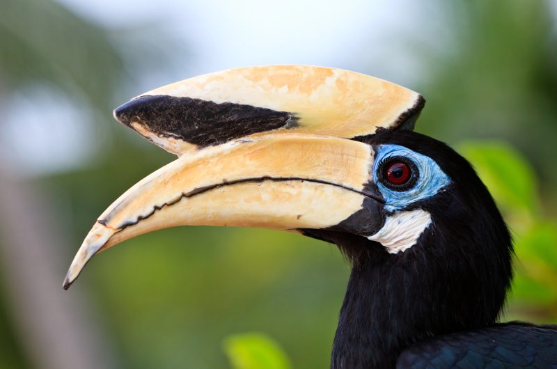 De Dubbele Neushoornvogel