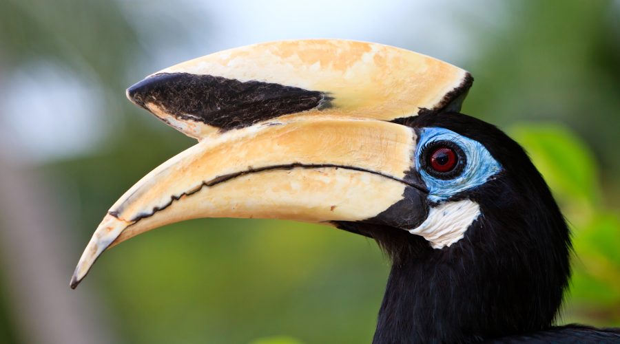 De Dubbele Neushoornvogel